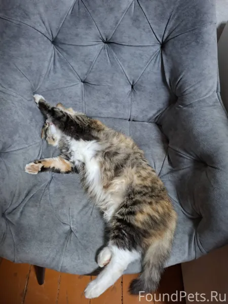 Пропала кошка,отзывается на им...