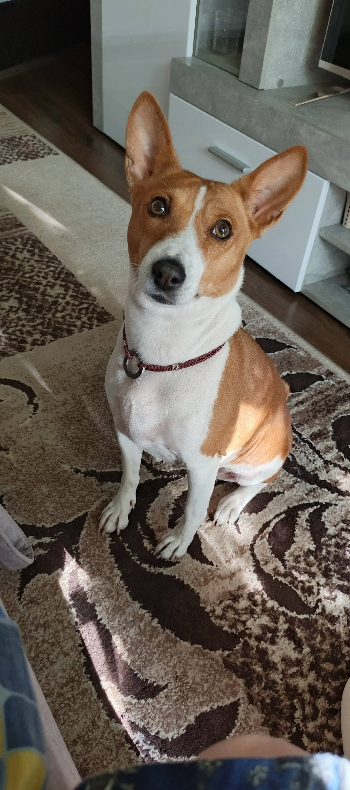 ПОТЕРЯЛАСЬ СОБАКА!!! ===-===-=...