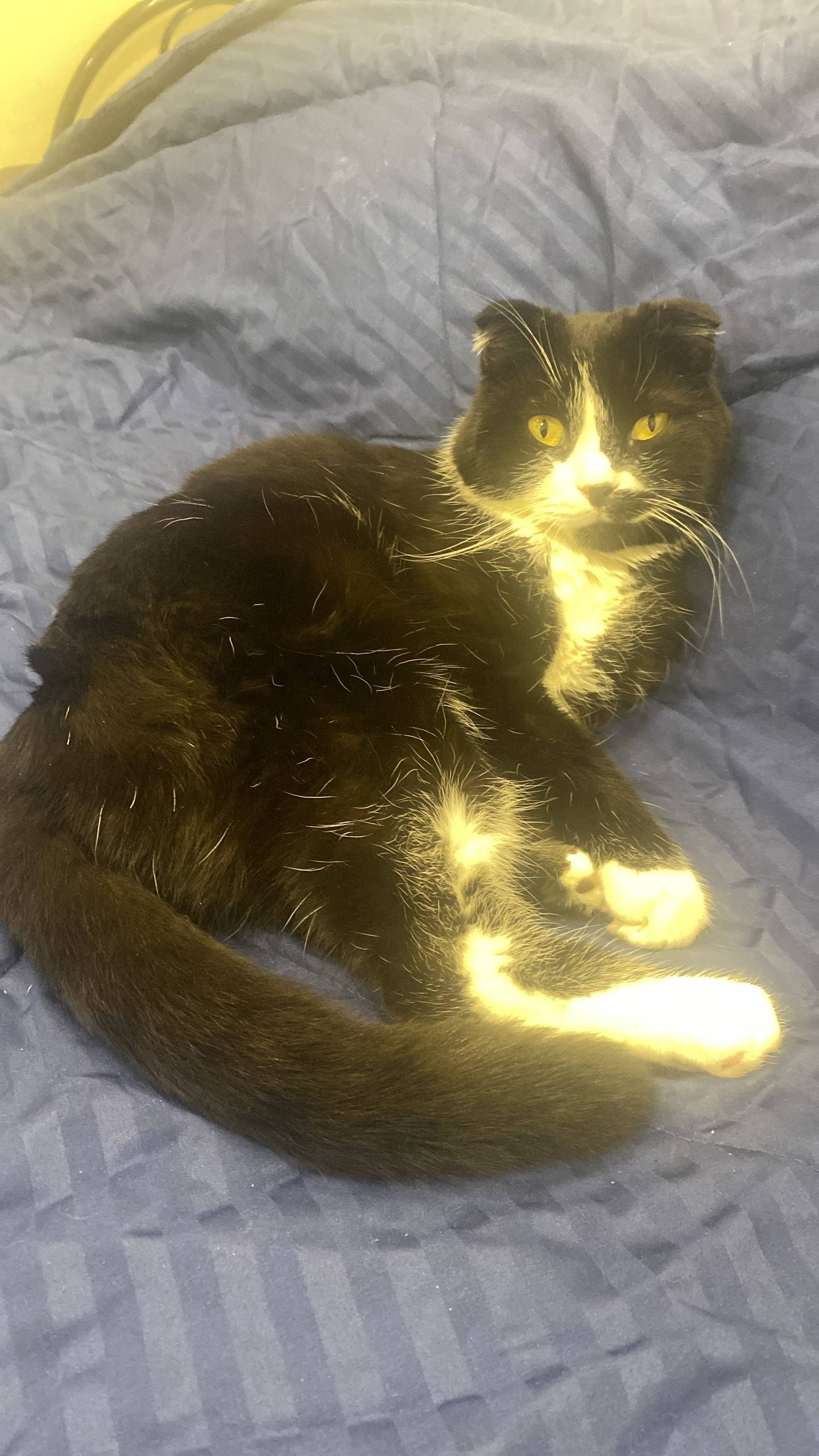 Пропала кошка Ушла в районе ул...