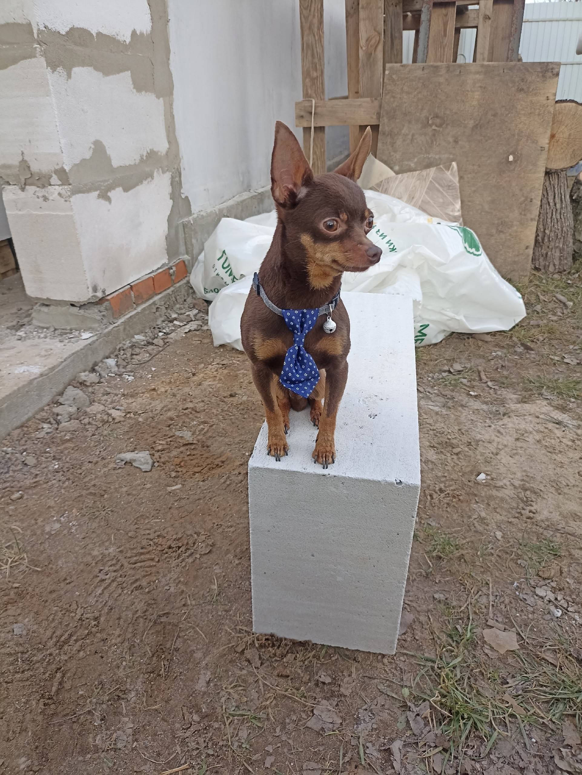 Потерялась собака русский той ...