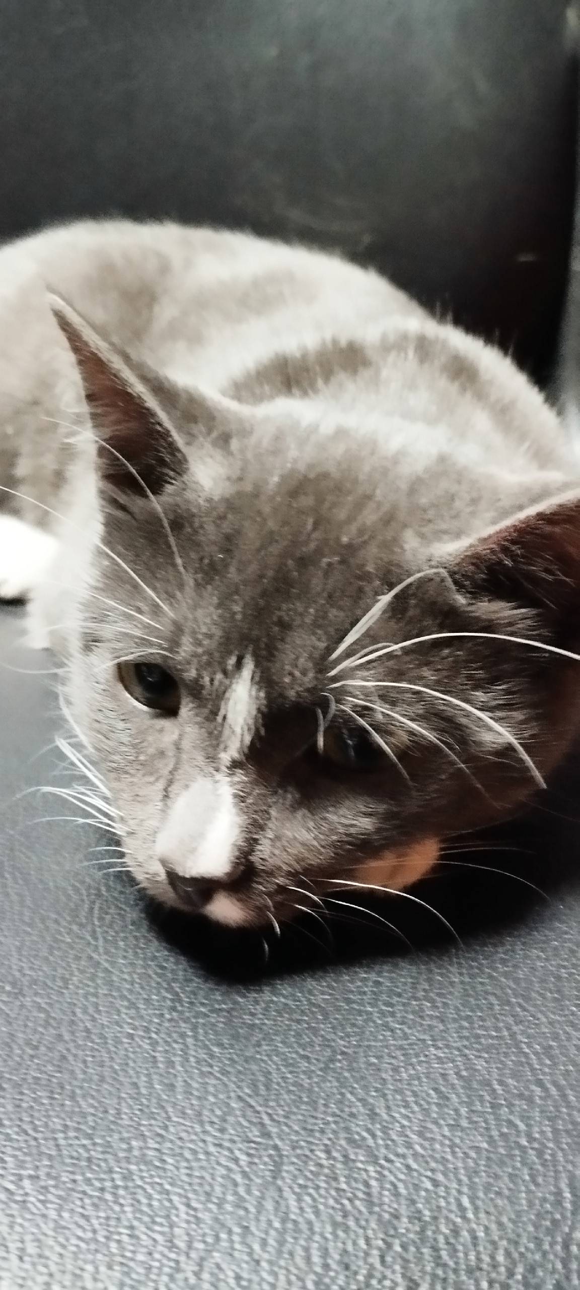 Чей красавец котенок на Центра...