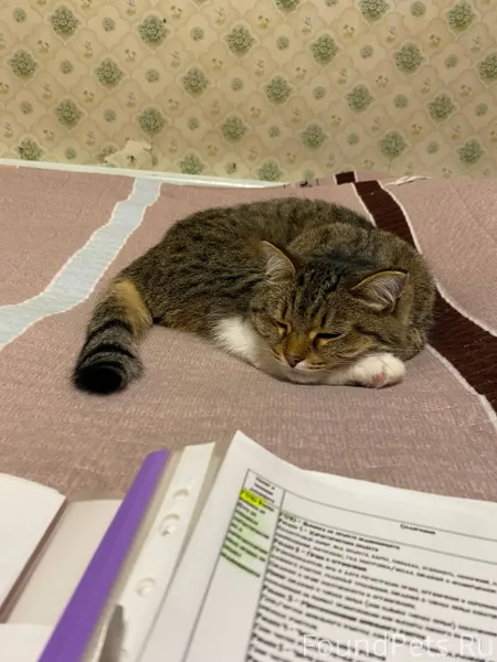 Пропала кошка в районе ул Гайд...