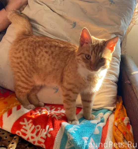 Потеряшка с баклановского прос...