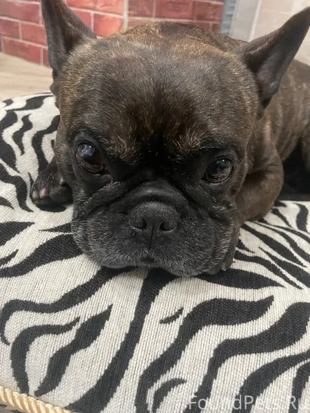 Найдена собака, в районе Алекс...