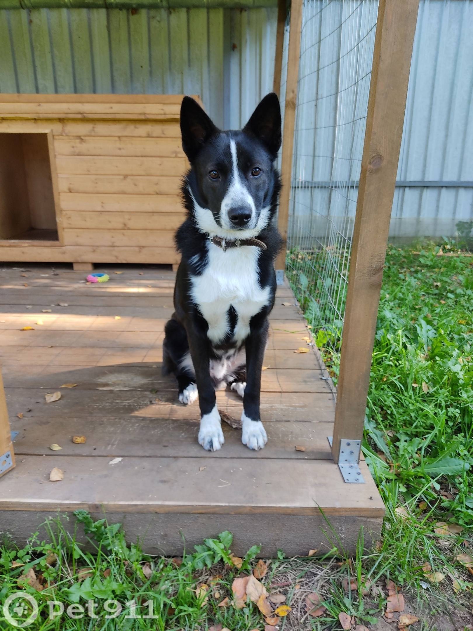 Пропала собака! Пожалуйста, ма...