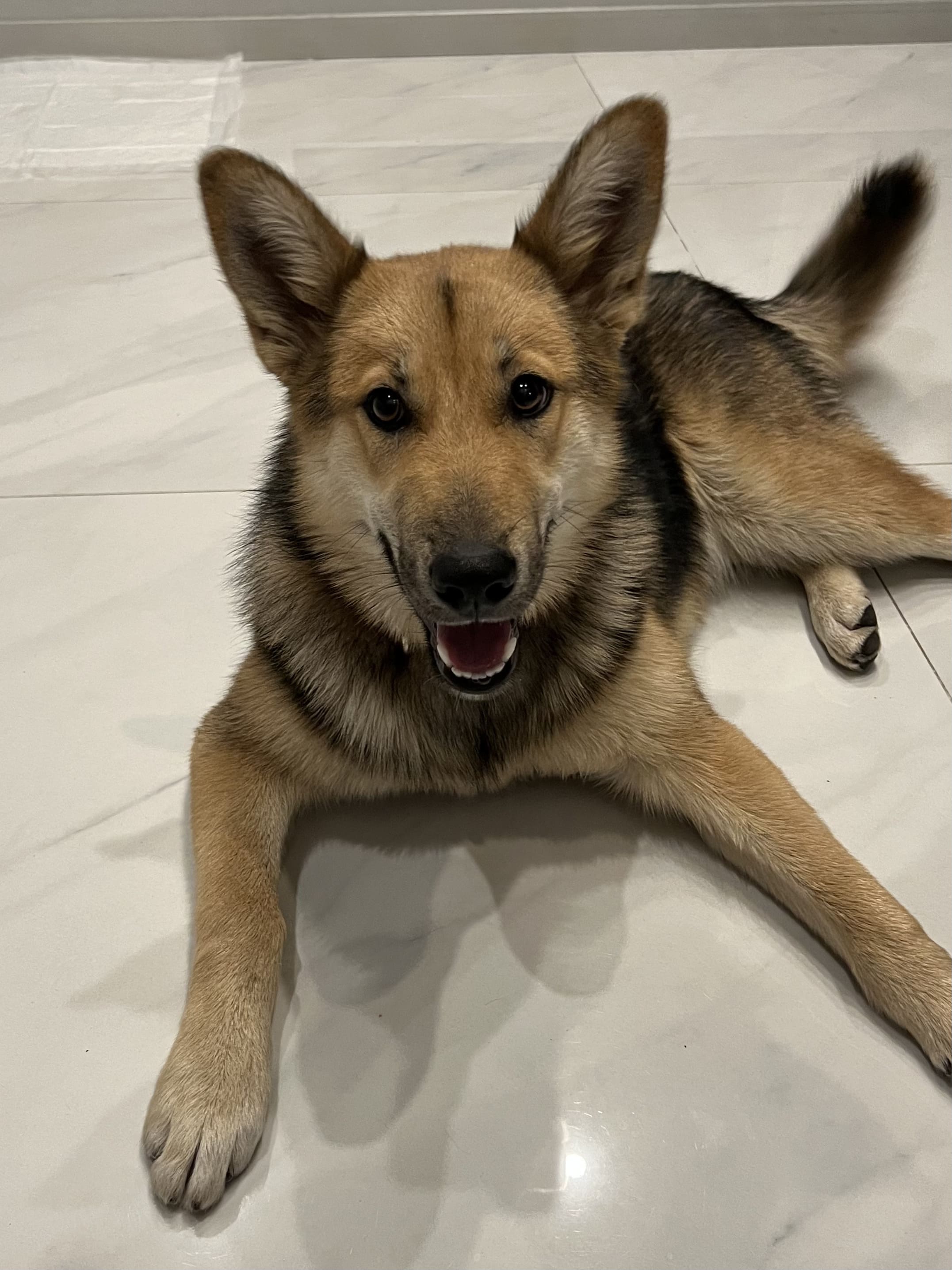 Найдена собака, девочка, 1-2 года, метис