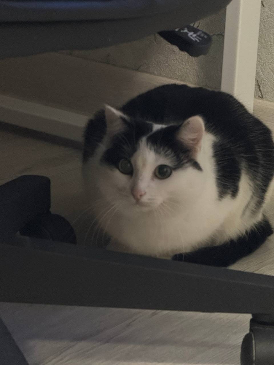 ПРОПАЛА КОШКА В районе автовок...