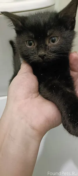 Найдены 7 котят. Пять мальчико...