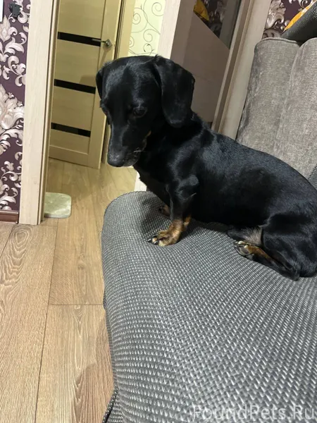 Найден пёс. Такса. Красный оше...