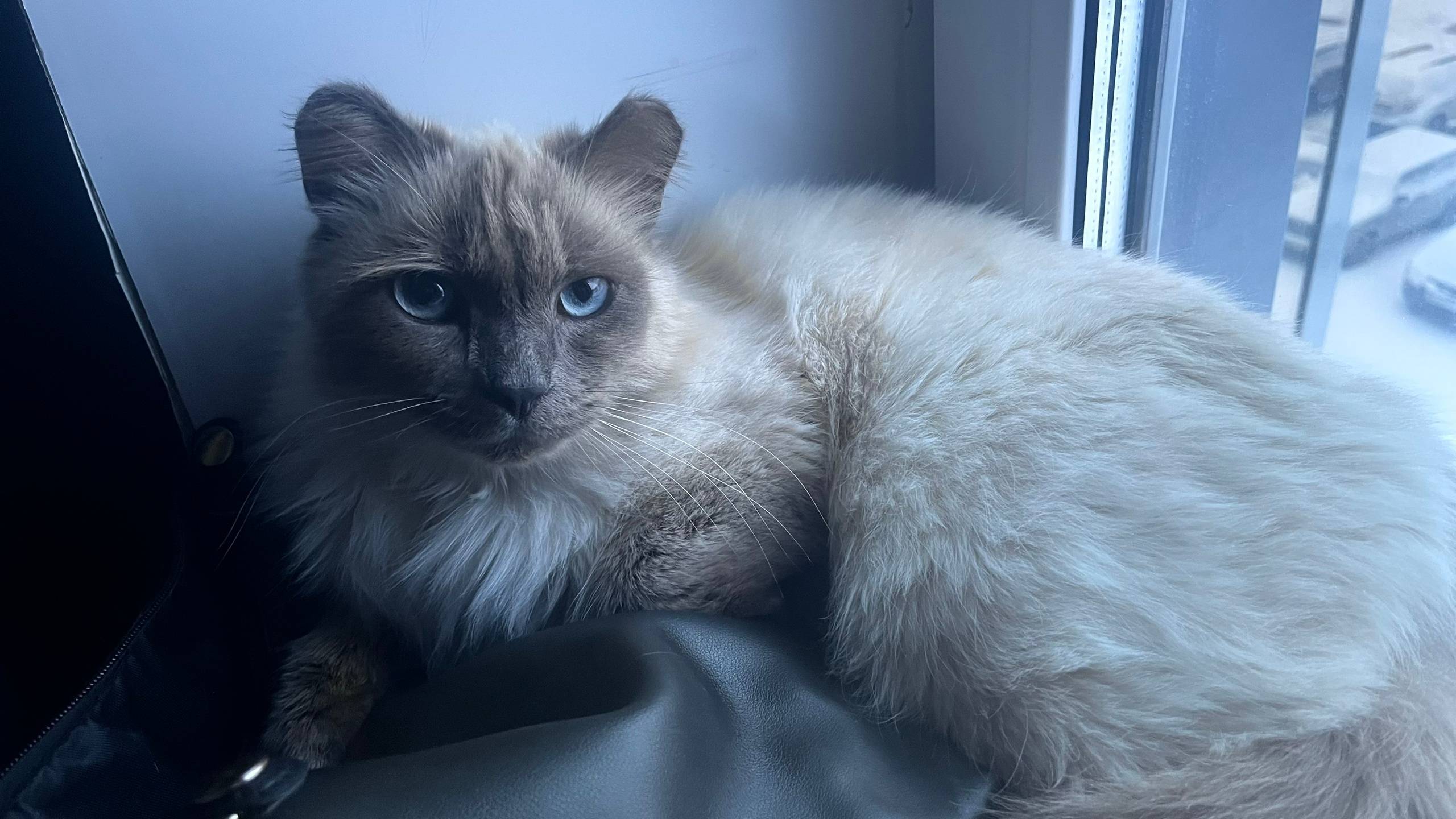 Найдена кошка во дворе романти...