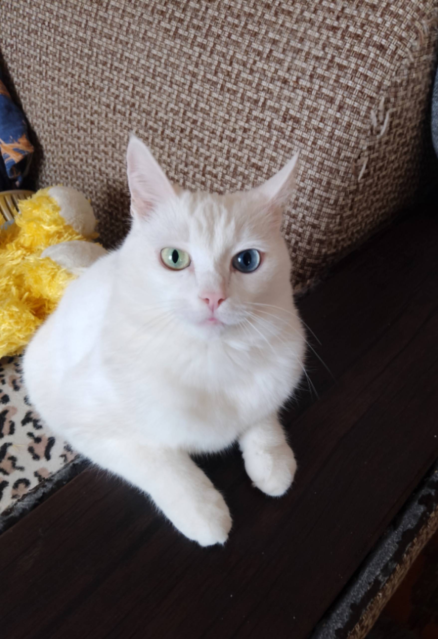 Пропала кошка в районе двора м...