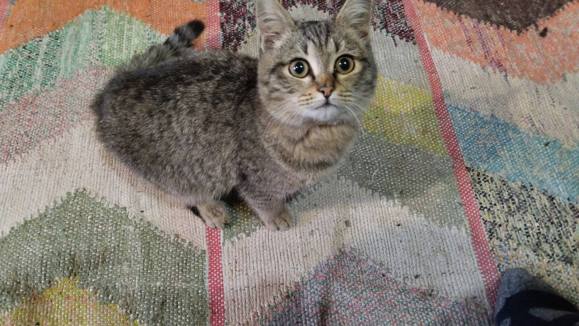 #БгдПомоги #Богданович ВНИМАНИ...