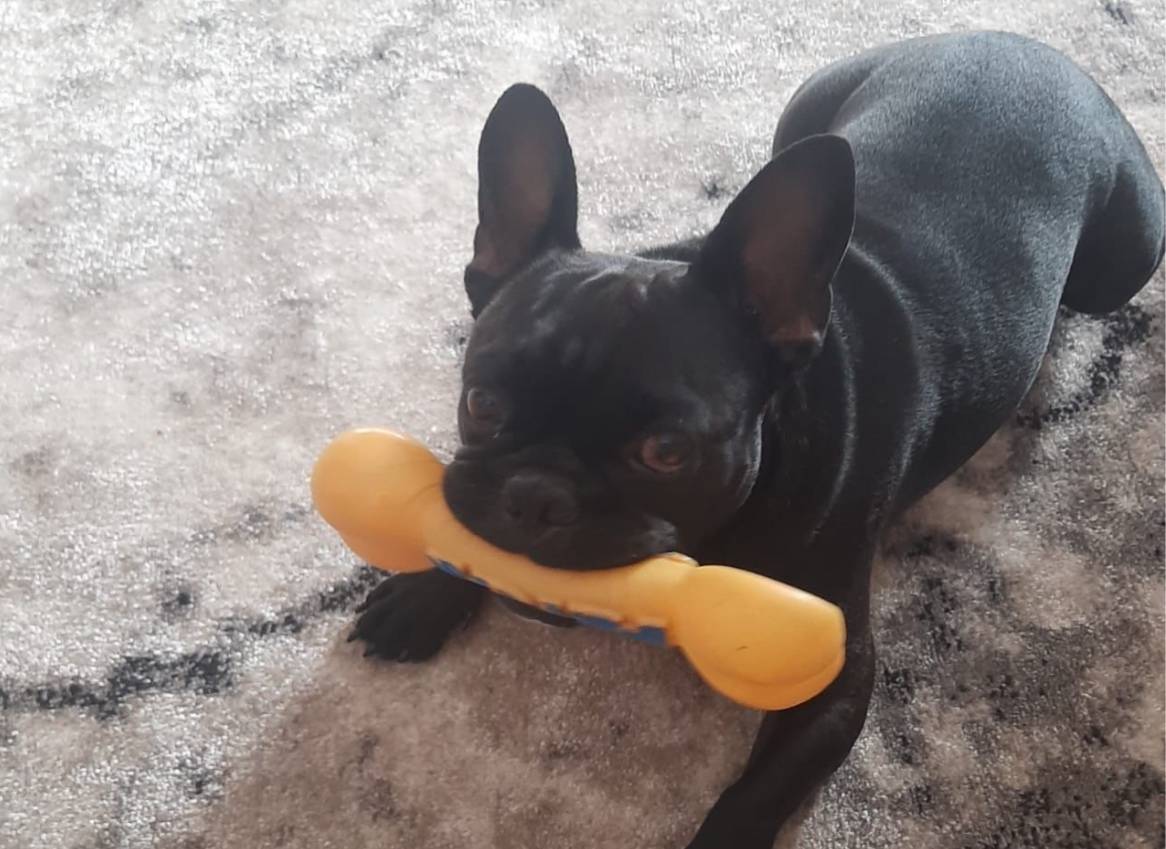 Потерялся пес, французский бул...