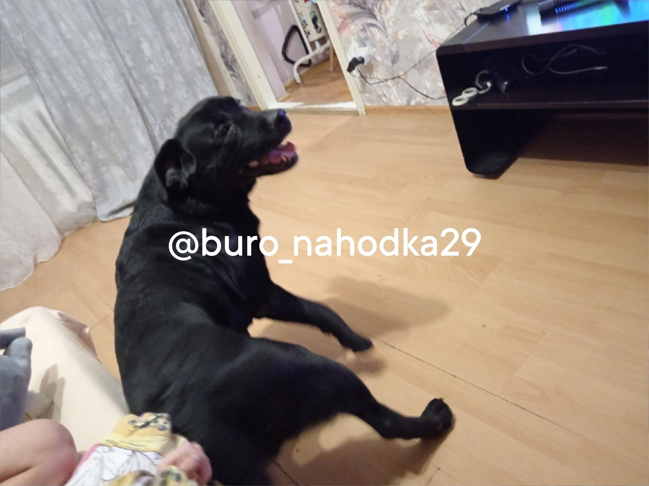 Найден лабрадор на Суворова ко...