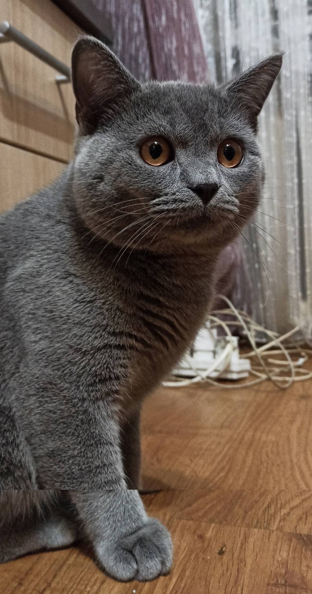 Пропал кот, серый британец 3 г...