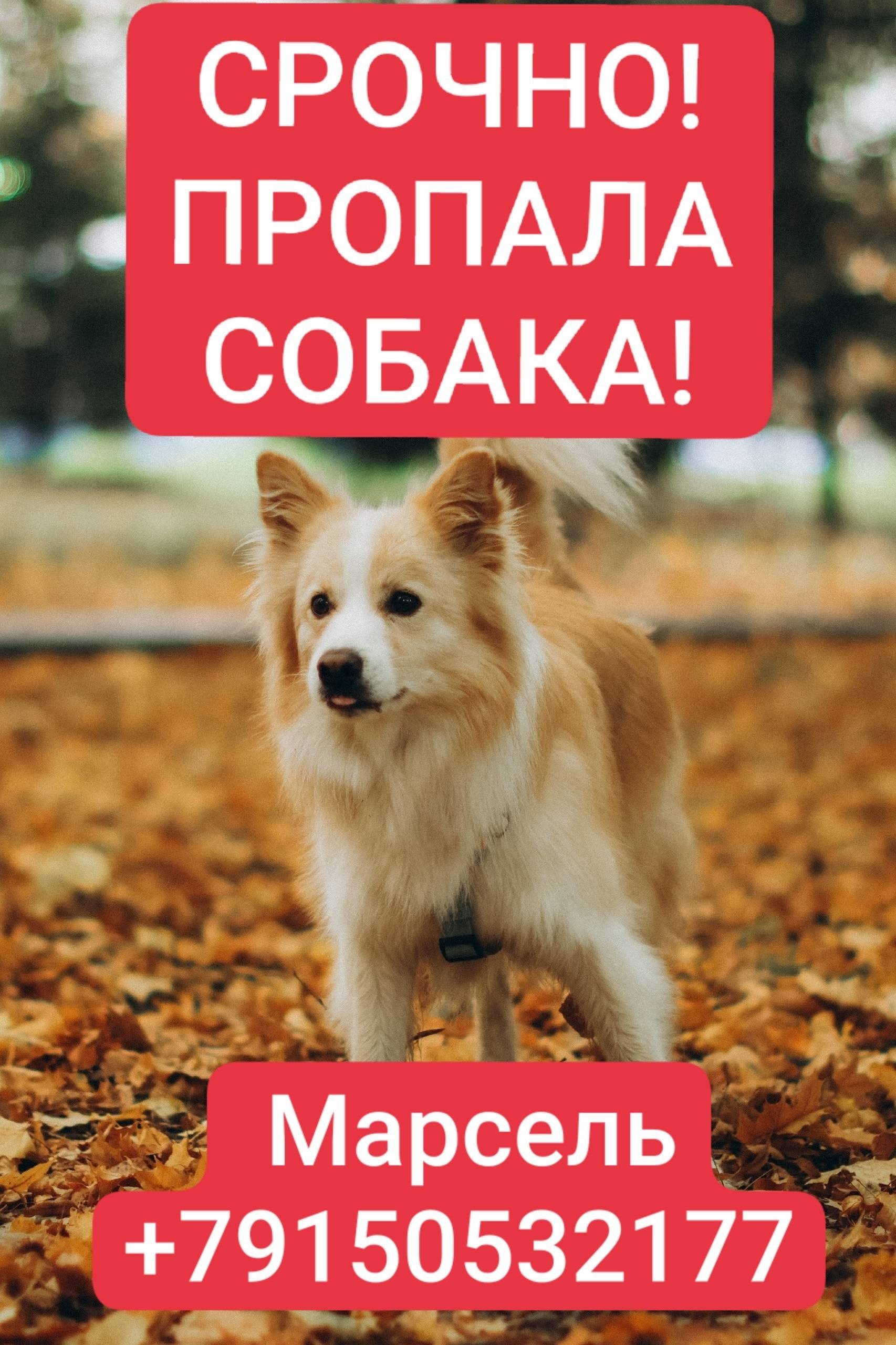 ПОТЕРЯЛАСЬ СОБАКА! Здравствуйт...