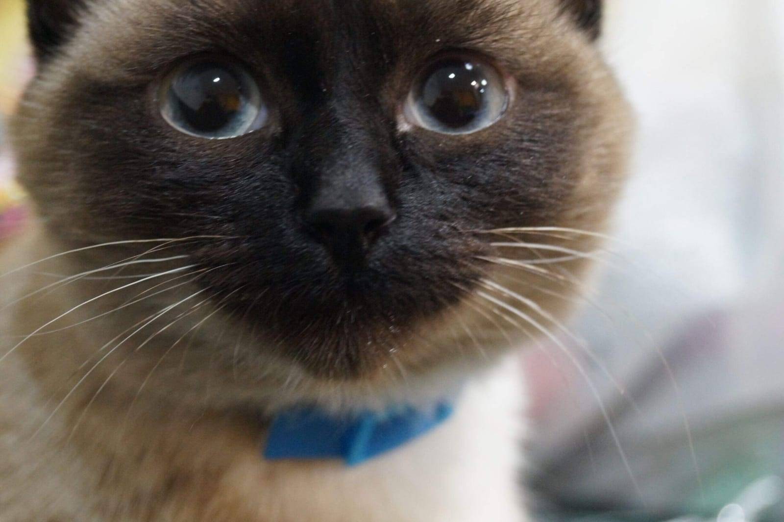 Потерялась кошка. Алапаевский ...