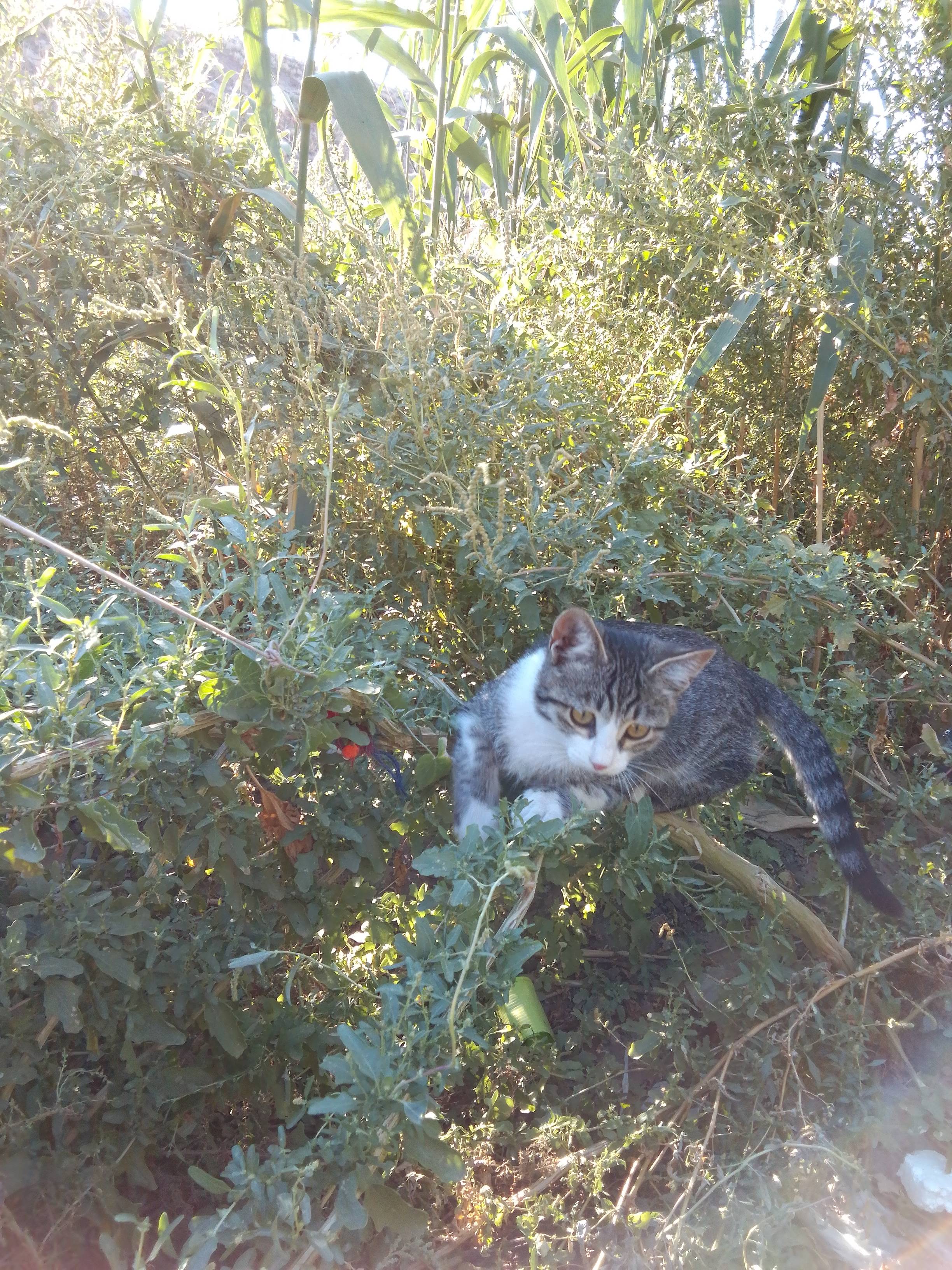 Пропал котик