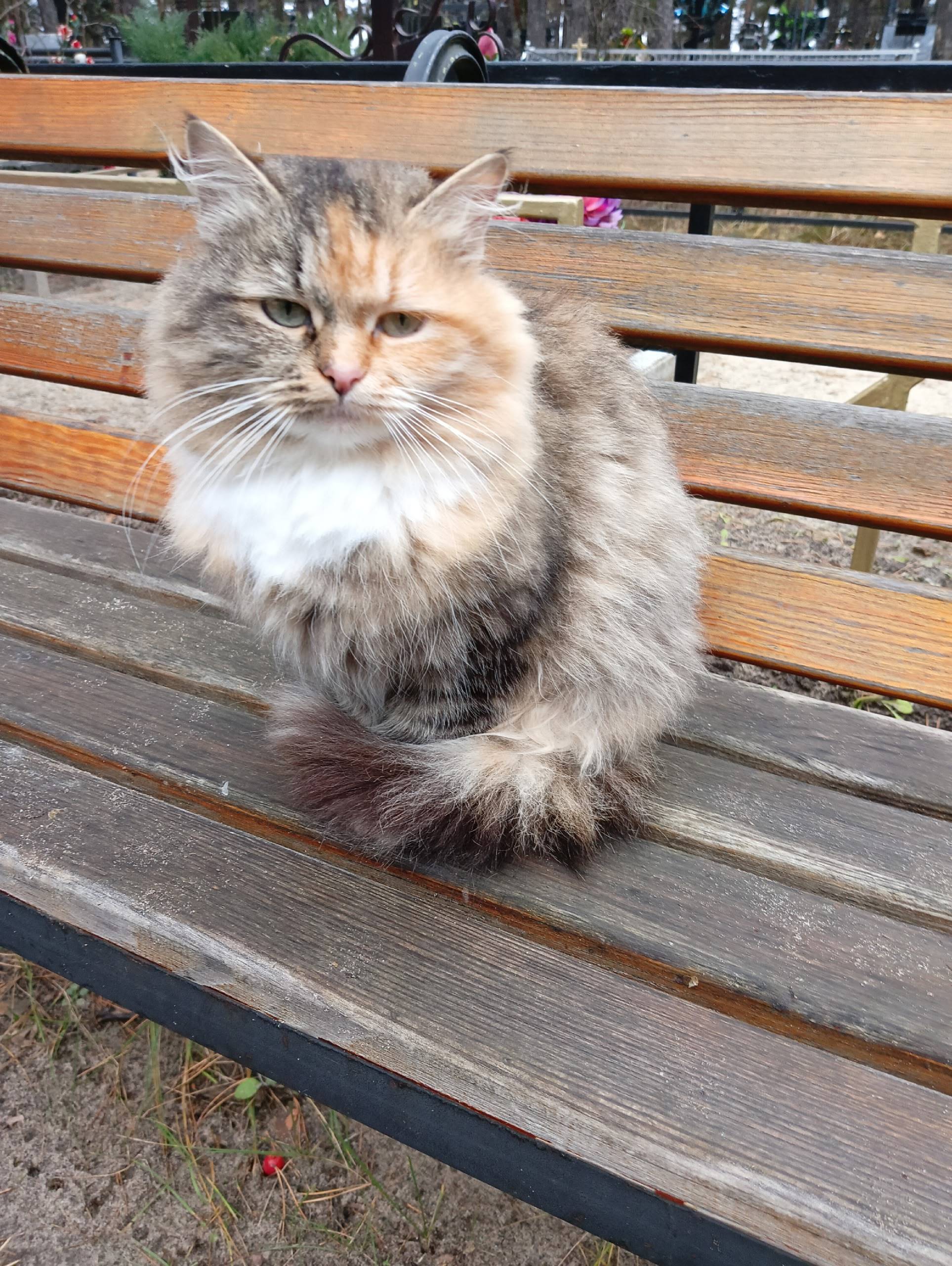 🆘Посёлок Южный, Кочетовское кл...