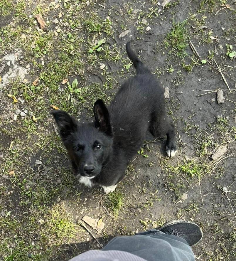 Убежала собака, район автомага...