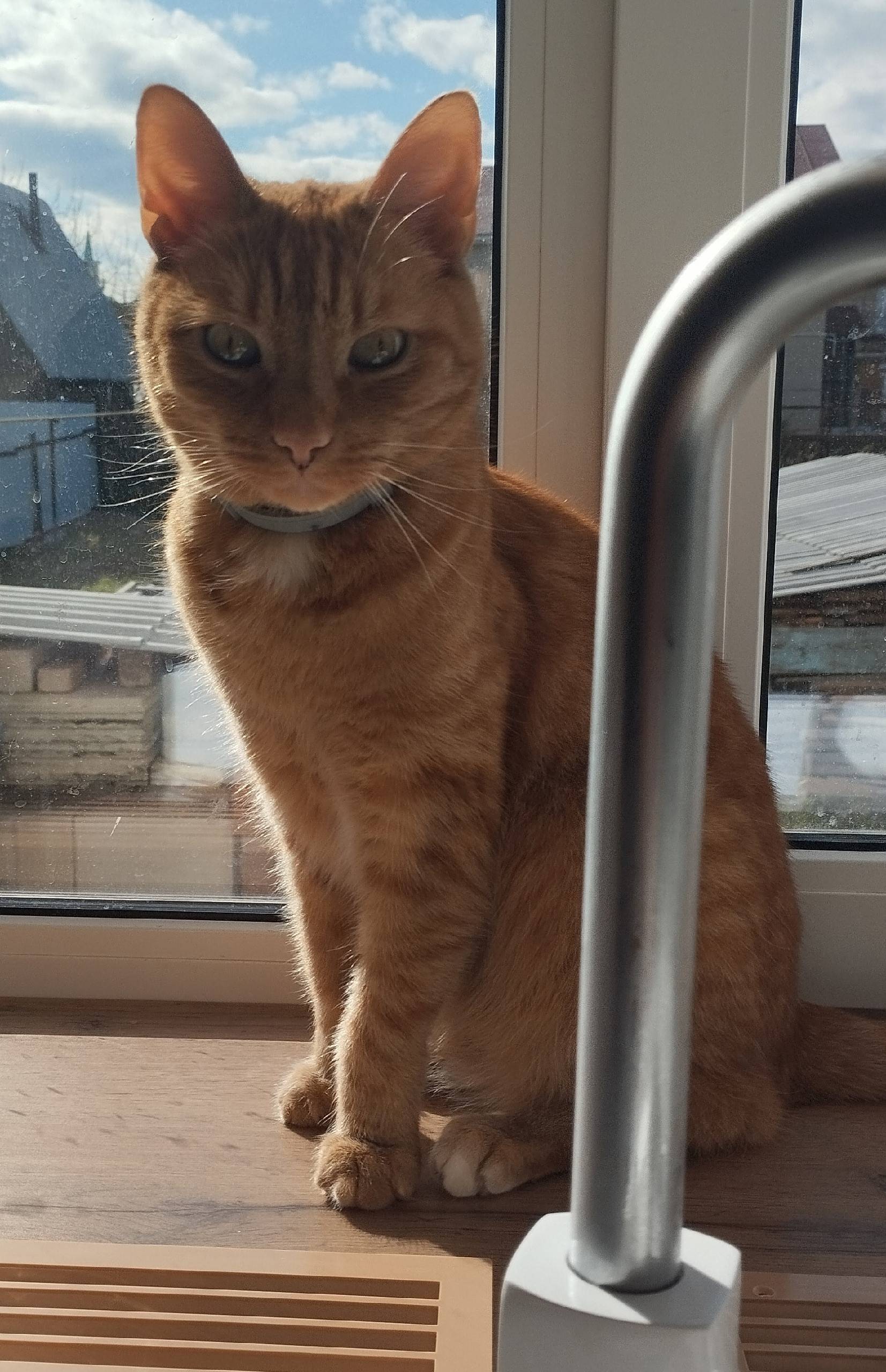 Пропал кот на Завьялово, в рай...