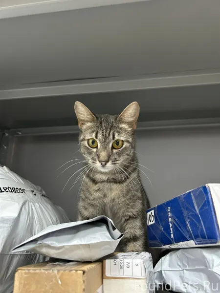 Пропала кошка! Жила на работе ...