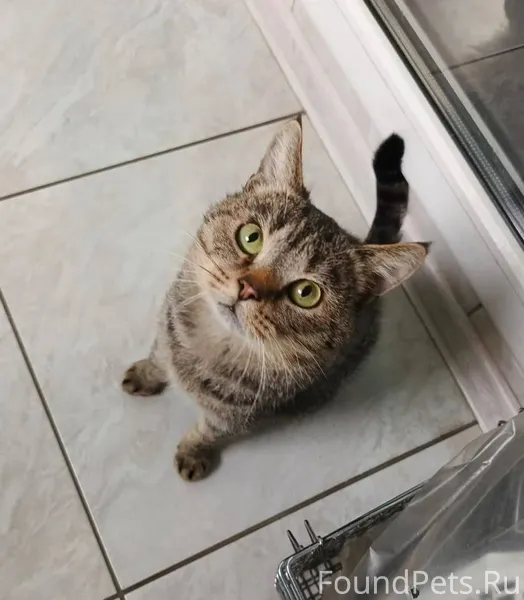 Кот Томас был найден на улице....