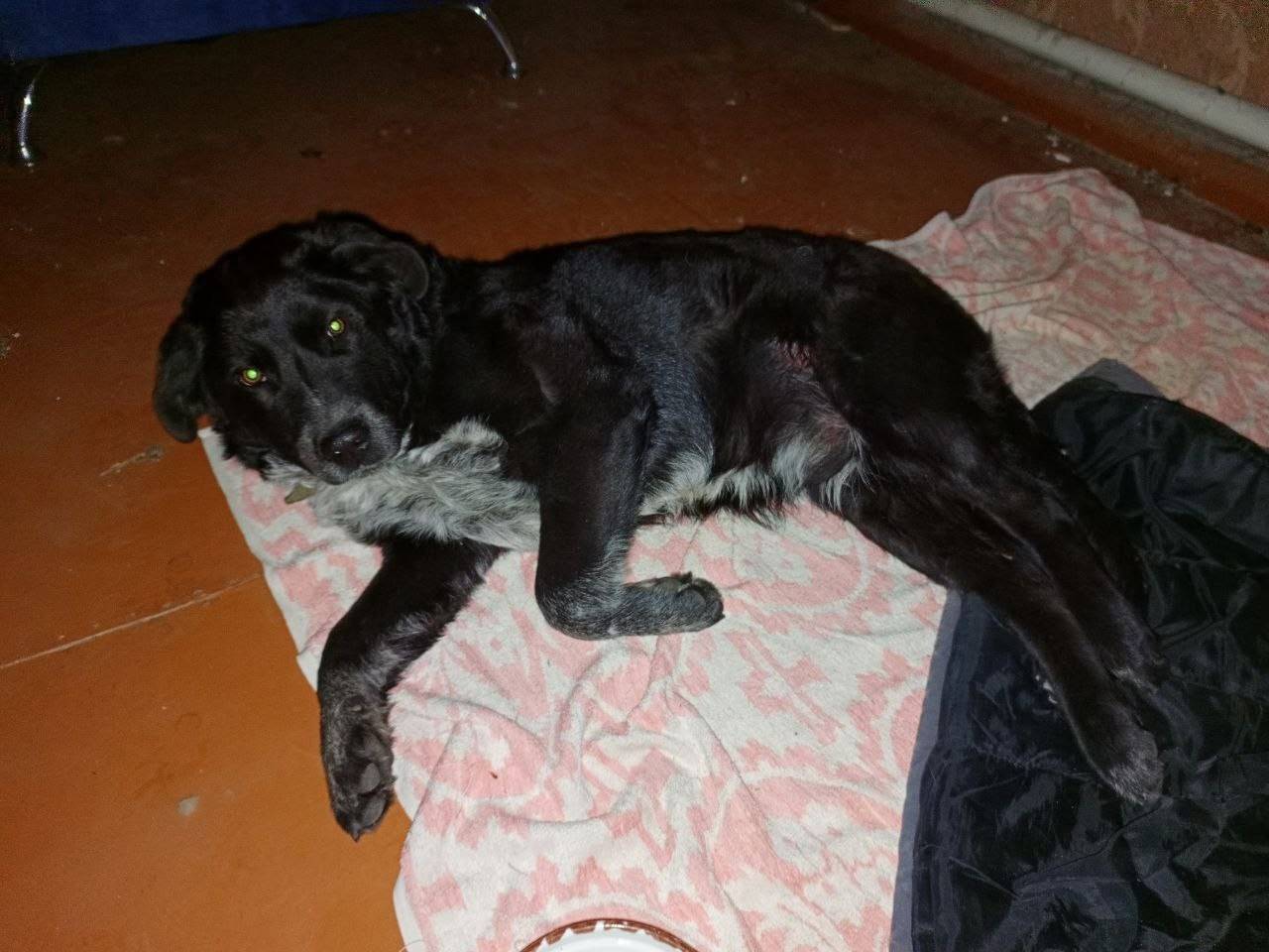 Не анонимно. Найдена собака! С...