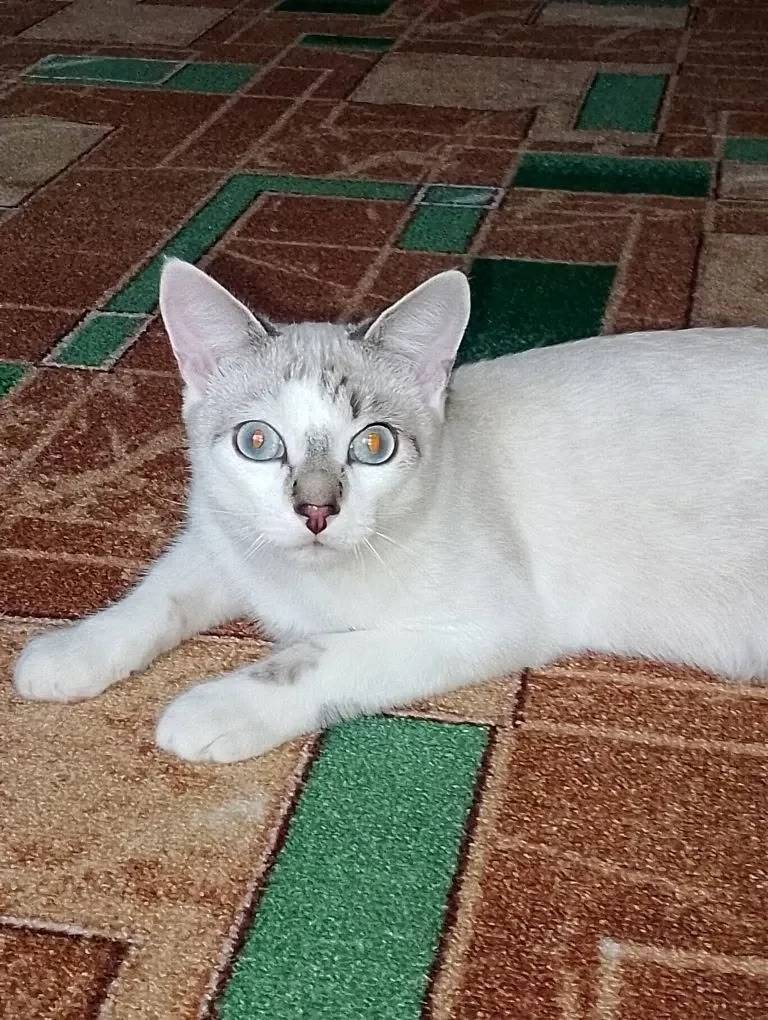 Анонимно, пропал кот! отзывает...