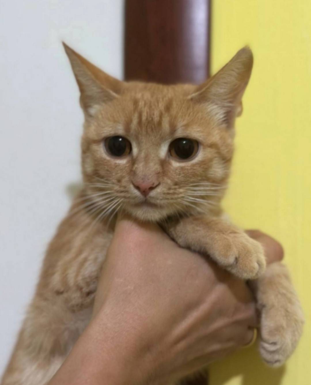 Пропала кошка, видели в районе...