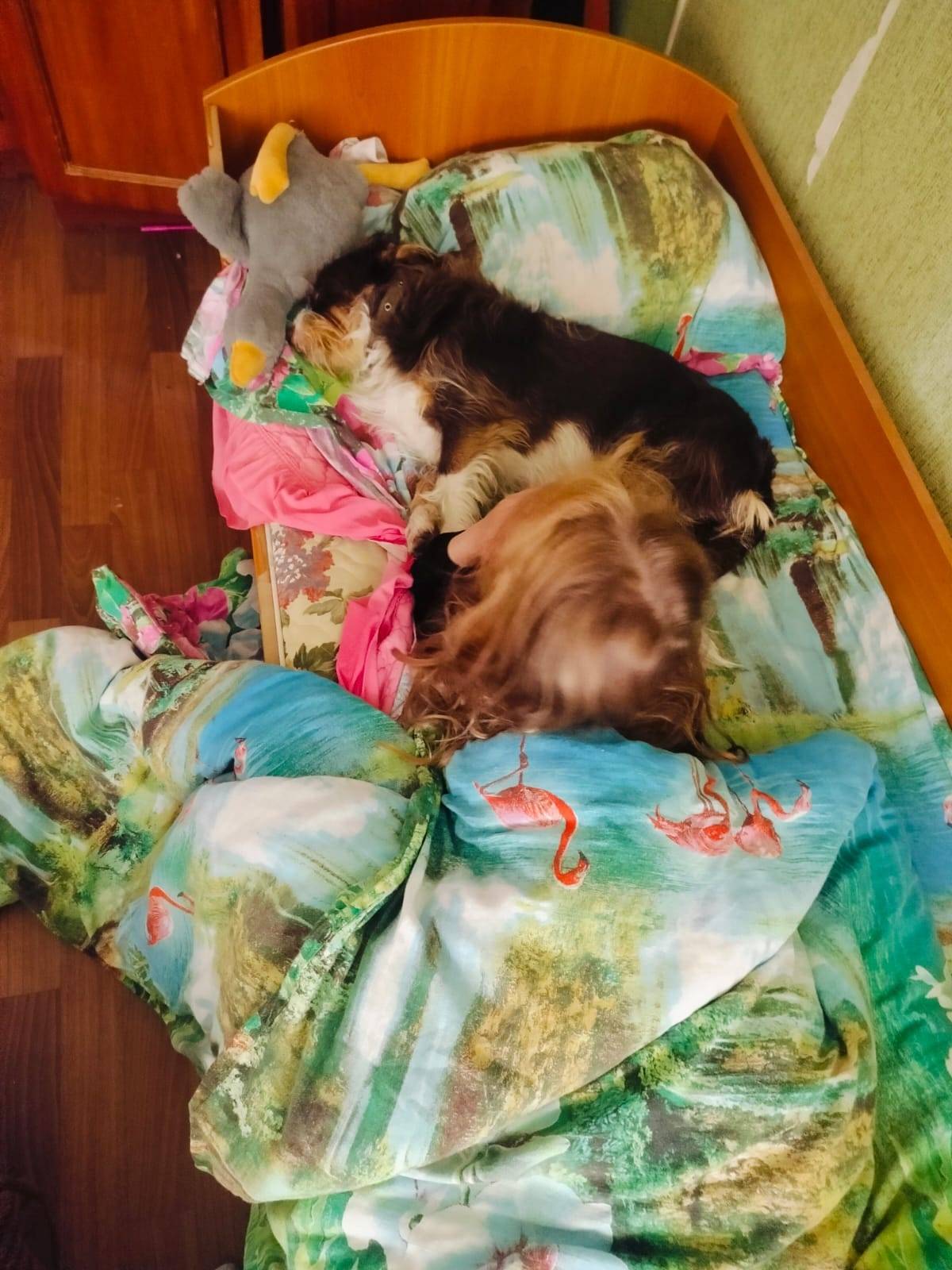 ****** Всем привет!Пропала соб...