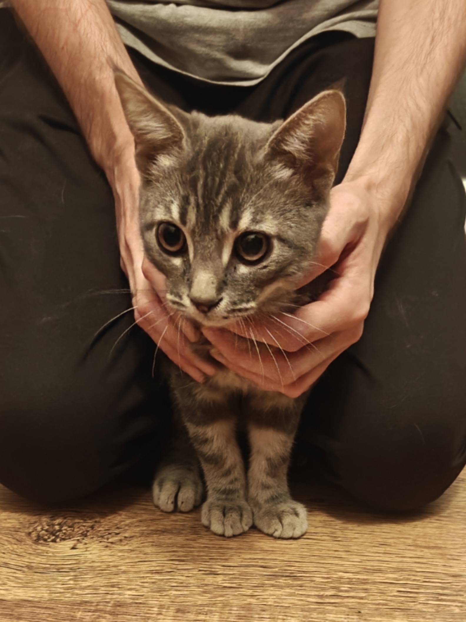 Найден котёнок во дворе ул Инс...