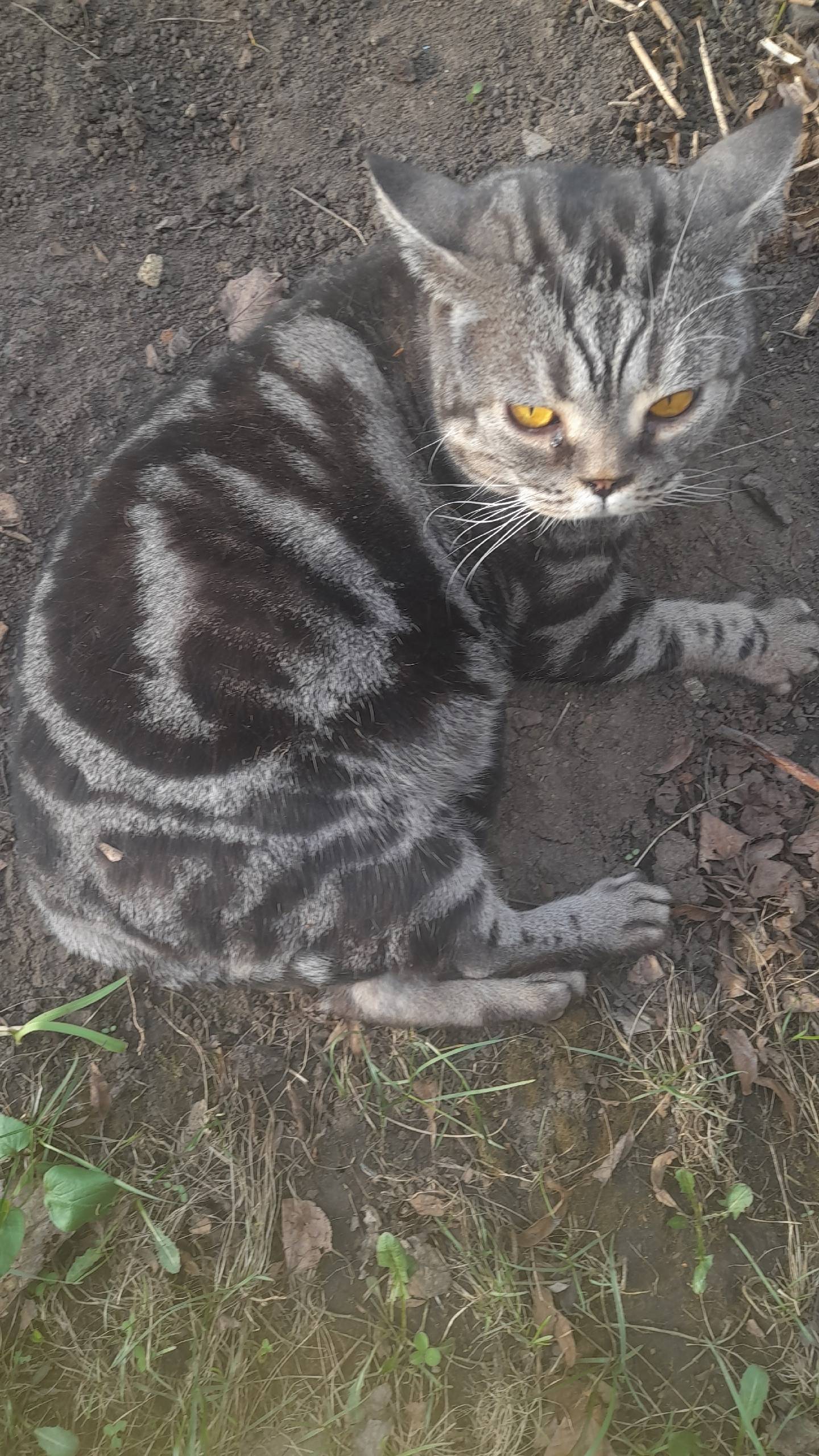 Пропал кот, в районе типографи...