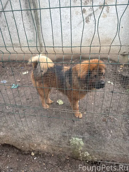 Пропала собака, кто что то вид...