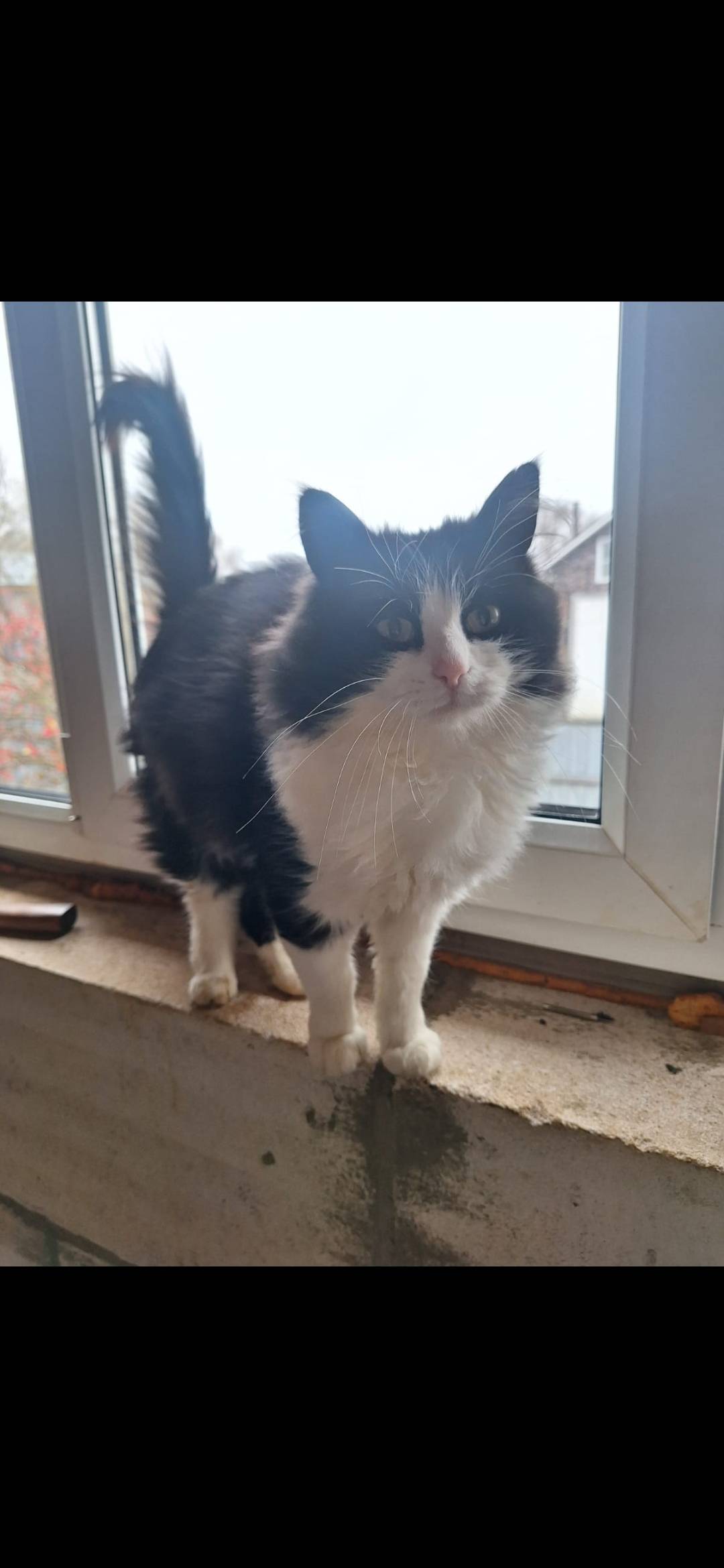 Добрый день. Пропал кот Пушок ...