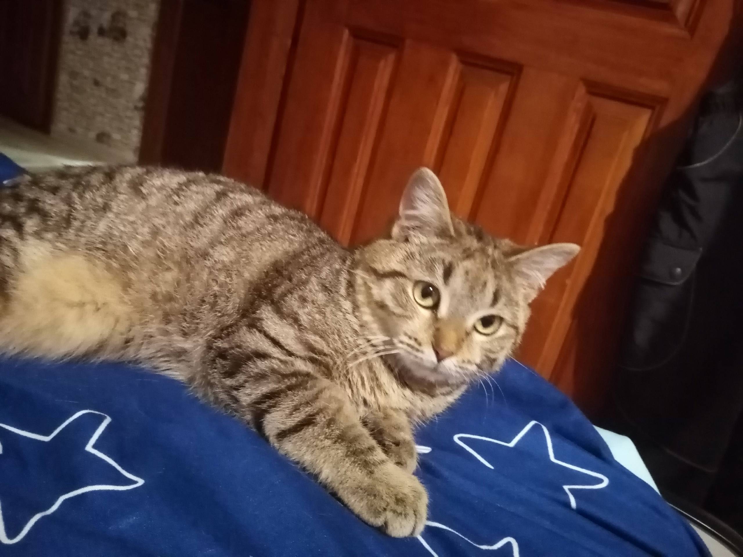 От населения. Потерялись коты,...