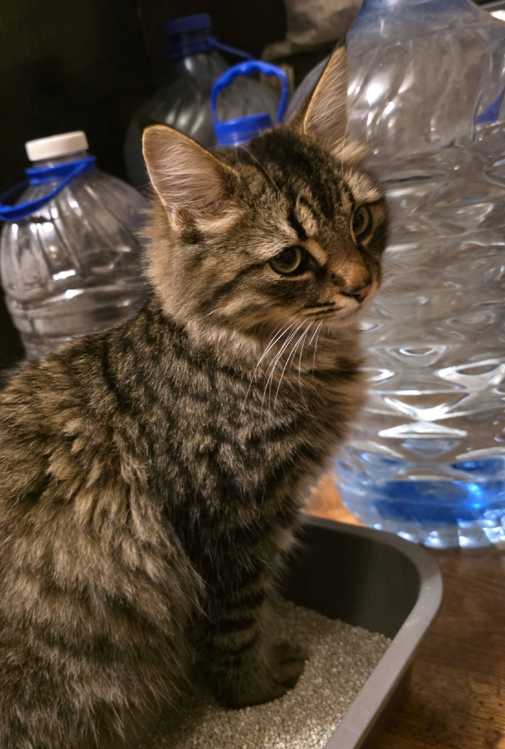 Найден котенок, район детской ...