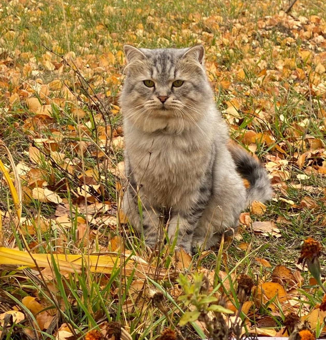 Пропал кот , его сбила машина ...