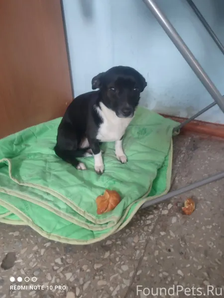 Нашлась собака, тряслась у ст ...