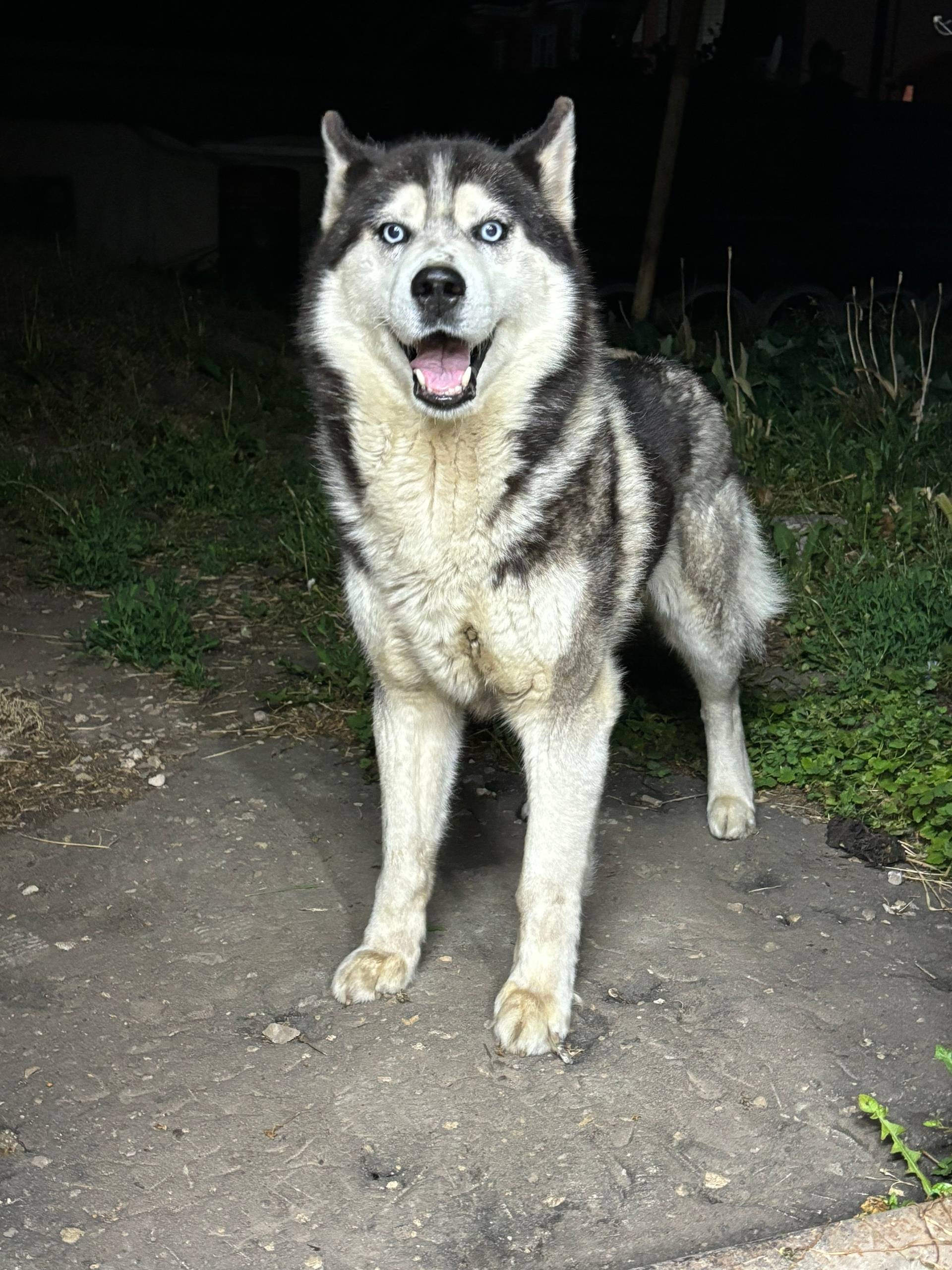 В районе мол завода убежала со...