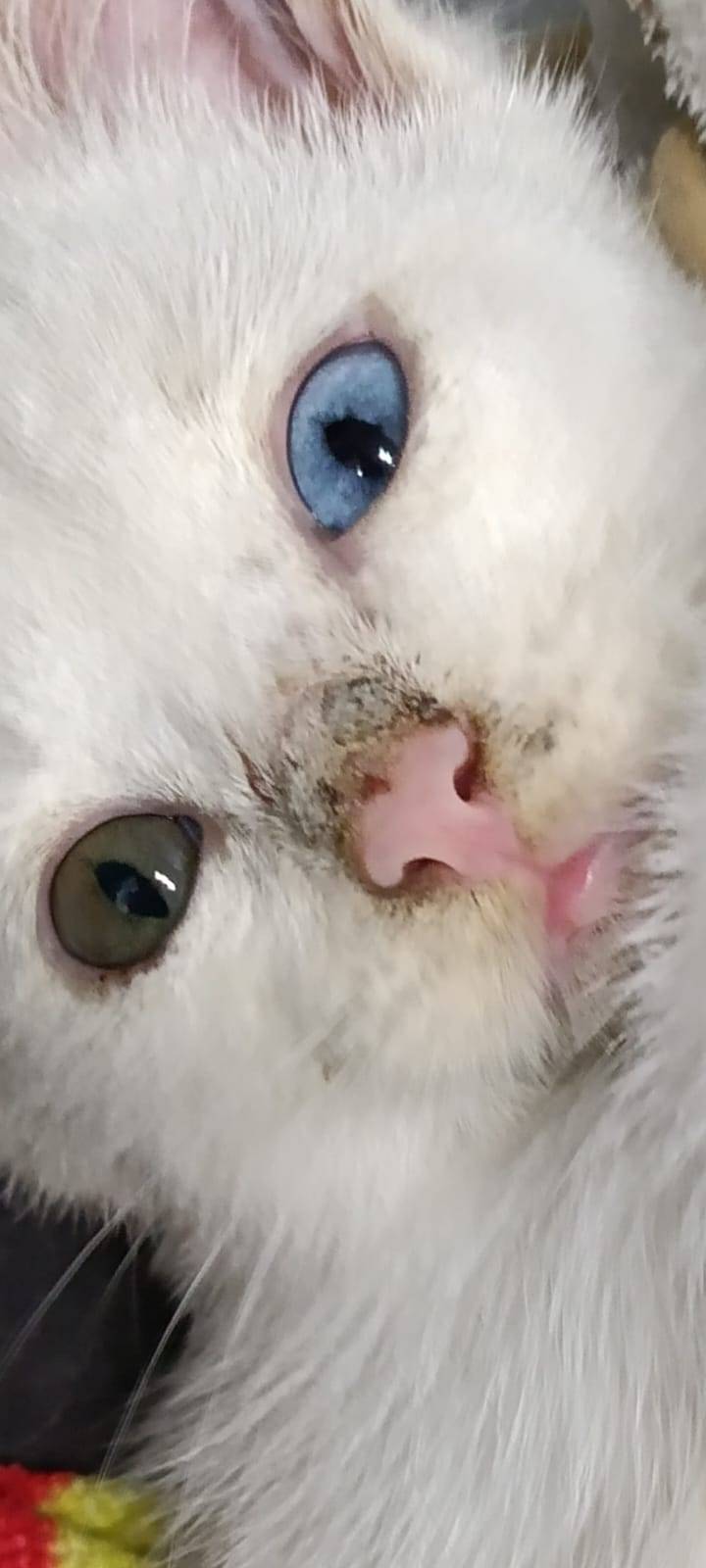 Котёнок мальчик ориентировочно...