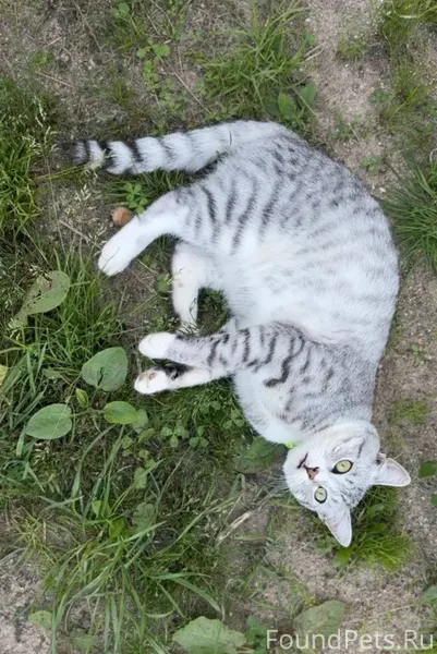 🆘Пропал кот с.Остер (по ул...