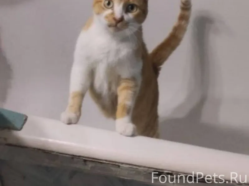 Пропал кот. Вчера, 20 ноября с...