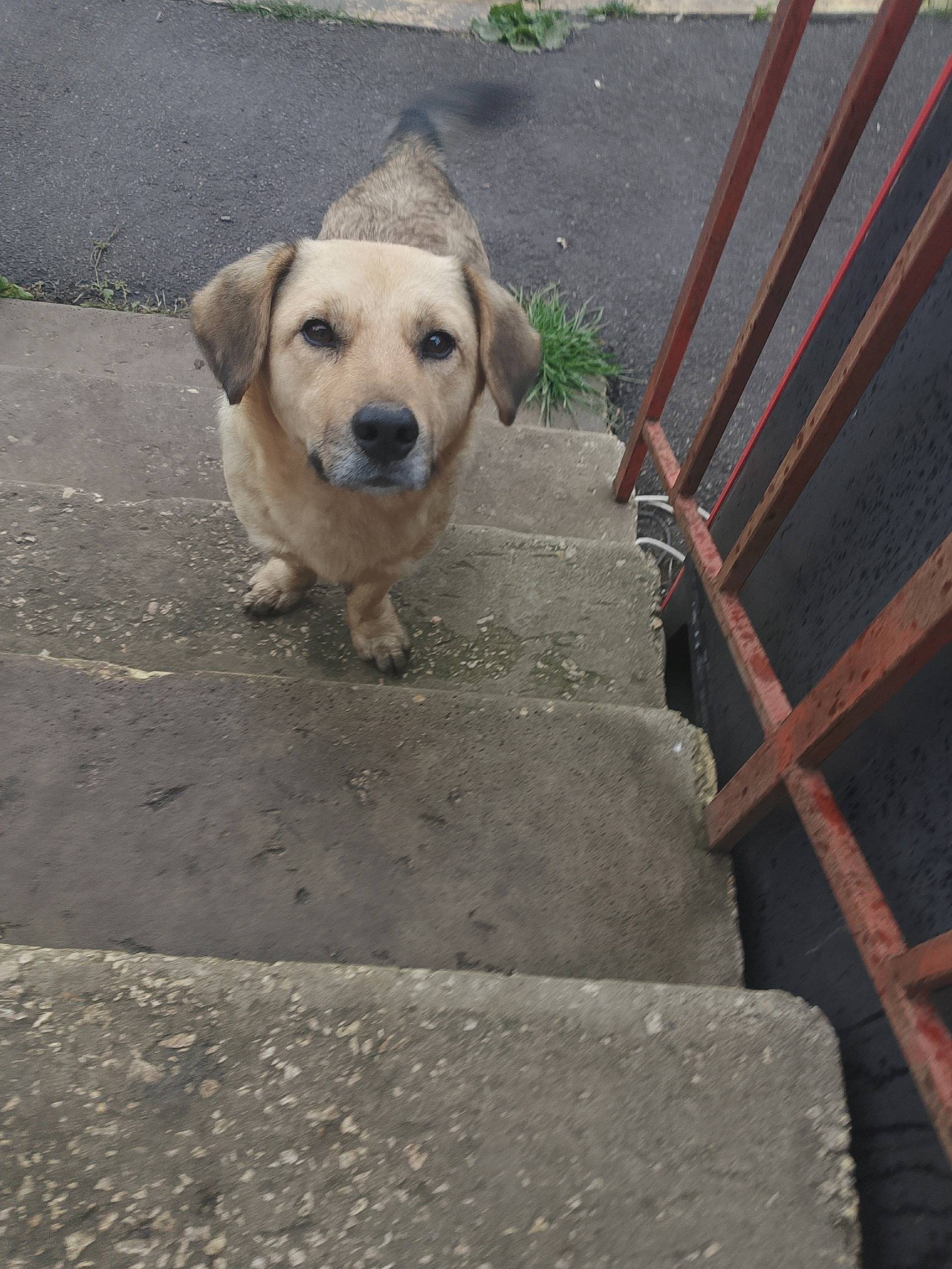 ‼️Пропала собака, мальчик по к...