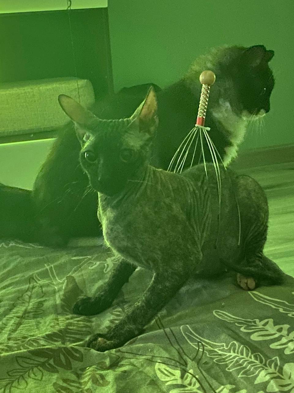 Пропала кошка! Немножко волоса...