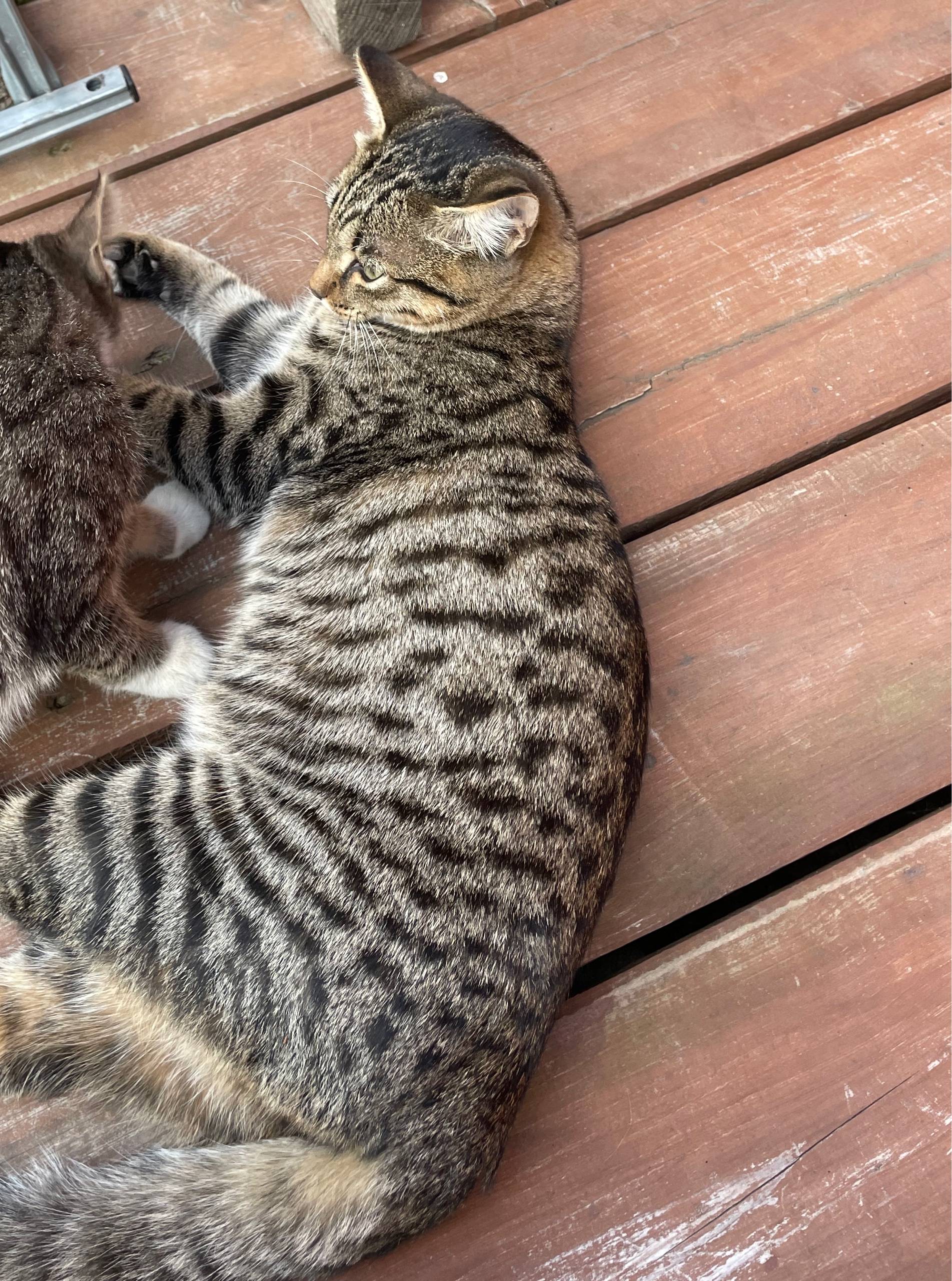 #КошкинДомТавда Пропал кот в р...