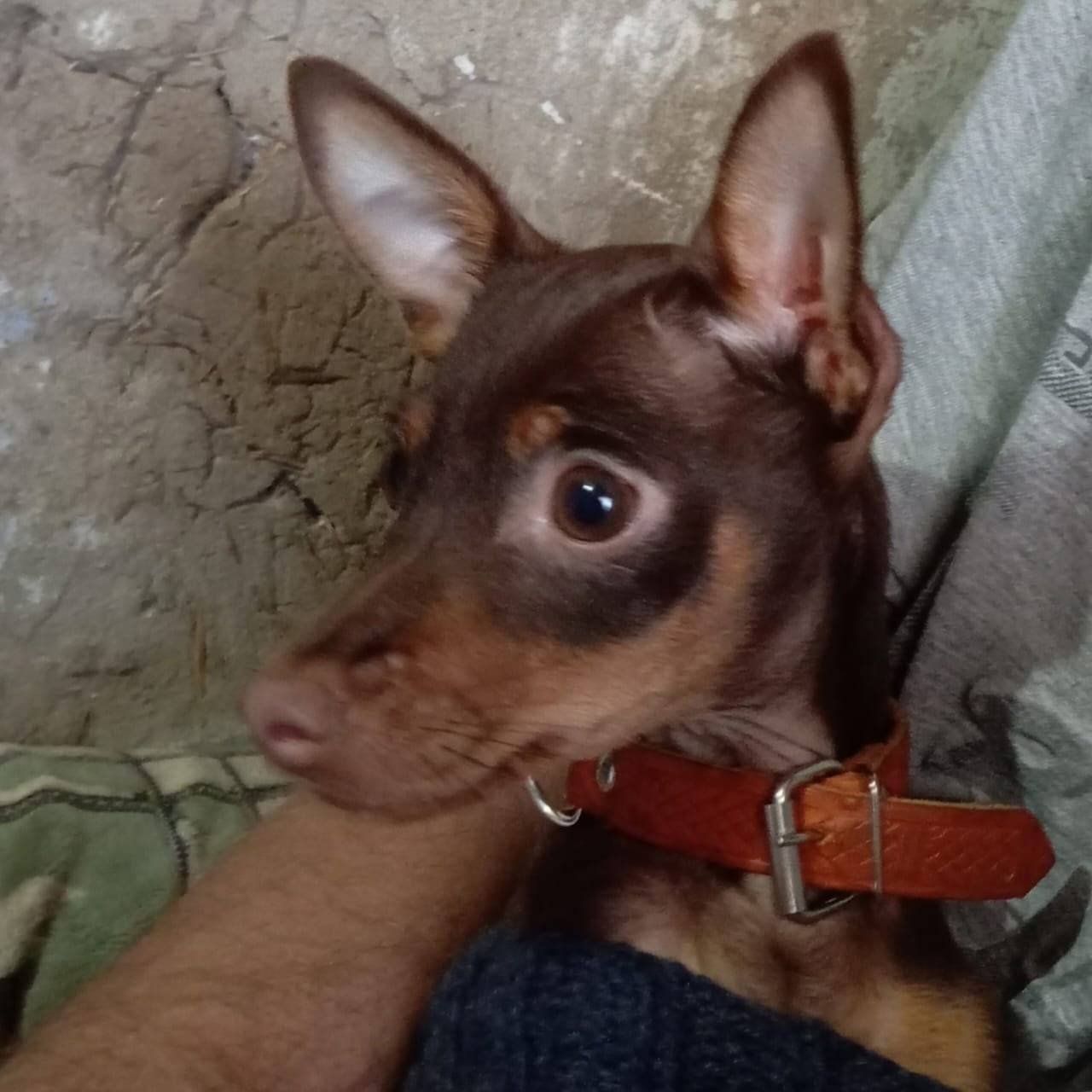 Добрый вечер всем. У соседей п...