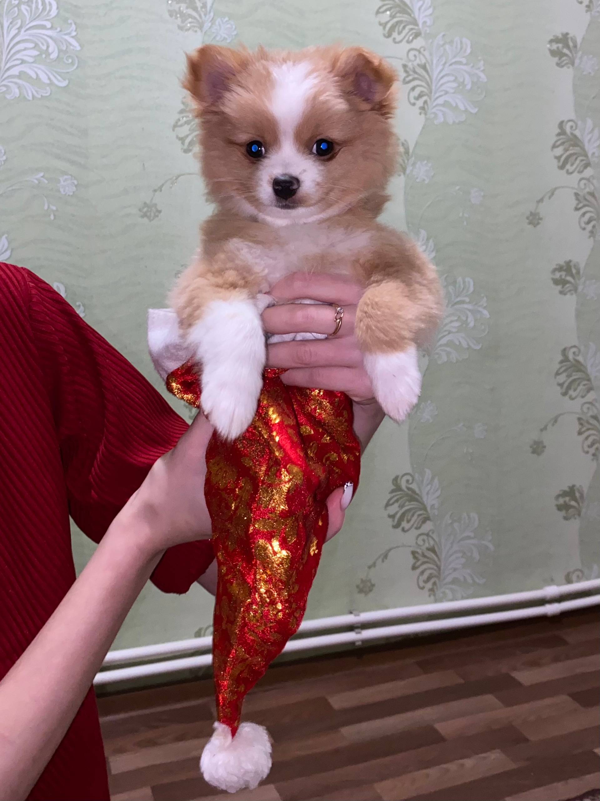 Пропал щенок, шпиц. приметы: б...