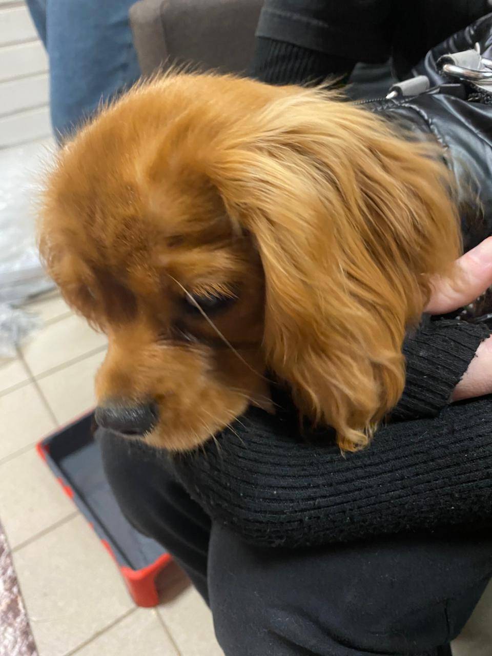 Пропал щенок в районе Вышневол...