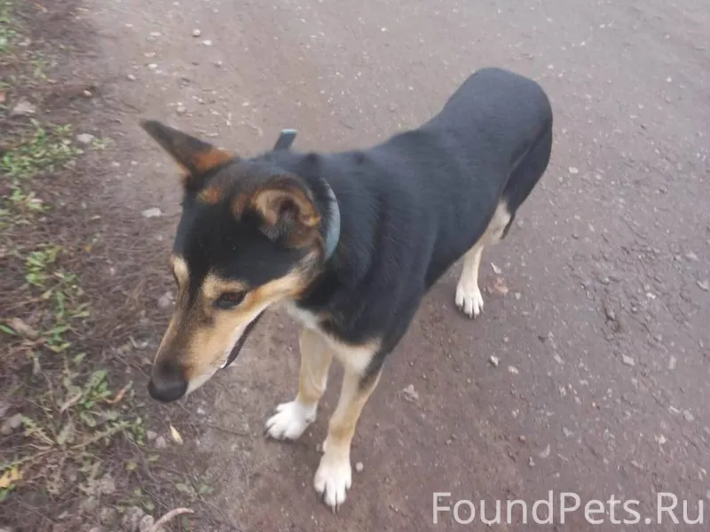 Кто потерял собаку с сероватым...